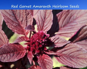 Flower Seeds -Amaranth Red Garnet -100 Seeds Annual Flower Crimson Blooms Edible Leaves +Grain Sun or Shade