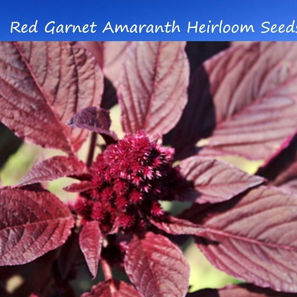 Flower Seeds -Amaranth Red Garnet -100 Seeds Annual Flower Crimson Blooms Edible Leaves +Grain Sun or Shade