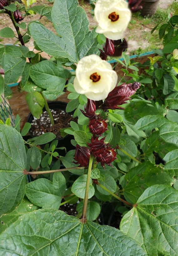 10 semillas de Roselle Flower Semilla de Flor - Etsy España