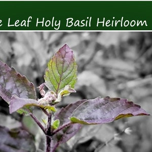 Herb Seeds-Holy Basil Purple Leaf -  50 Garden Herb Seeds! Sacred Tulsi- -Garden Indoors or Out -Ocimum Tenuiflorum