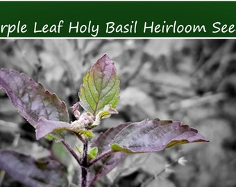 Herb Seeds-Holy Basil Purple Leaf -  50 Garden Herb Seeds! Sacred Tulsi- -Garden Indoors or Out -Ocimum Tenuiflorum
