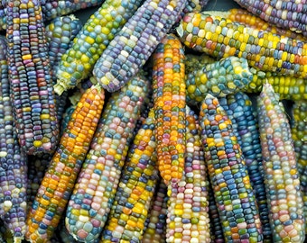 50 Glass Gem Heirloom Corn Seeds – Beautiful Colors