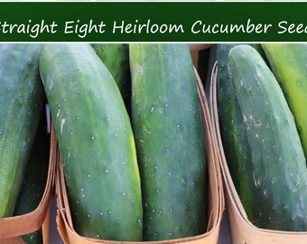 Vegetable Seeds -Cucumber Straight Eight -40 Vegetable Seeds -Garden Heirloom- Abundant Fruit Production -Great Slicing Variety