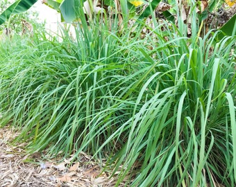 Ornamental Grass Seeds- -100 Heirloom Seeds - Palmarosa Grass- Perennial -Cymbopogon martinii -Clumping form-  Pools Garden Bed