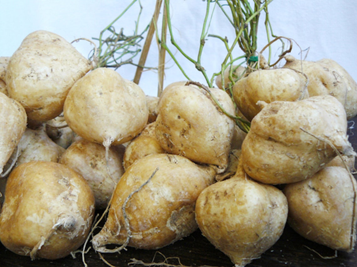 20 Seeds Jicama natural Non GMO yam Bean Use Like a Potato Etsy