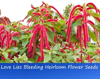 Flower Seeds -Love Lies Bleeding -Amaranth - 100 Seeds -Annual - Amaranthus caudatus