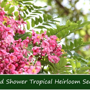 10 Heirloom Tropical Seeds-Red Shower Tree -  Cassia Marginata-Save Big on More Packs -Mix and Match  Sale!
