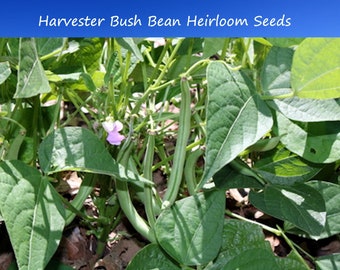 Bean Seeds-Harvester Bush Bean- 250 Seeds - 6 Inch Pods- No Staking! High Yields- Long Crisp Tasty -fresh -Canned or Frozen