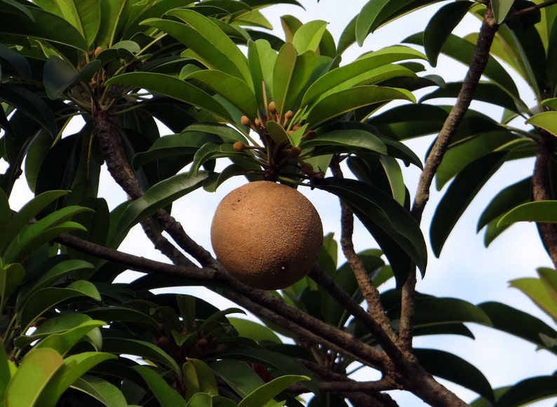 Tropical Seeds Rare Chicle 5 Heirloom Seeds Chewing Gum Tree Sapodilla Manilkara zapota image 2