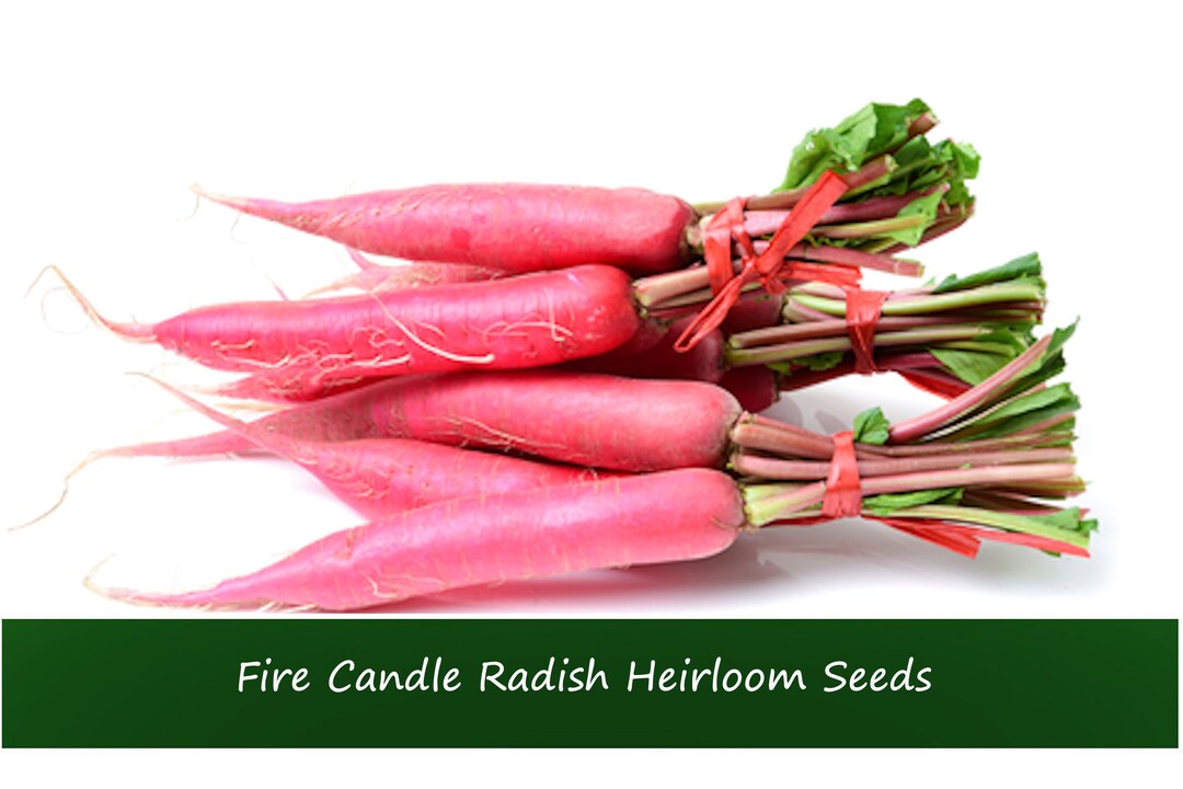Vegetable Seeds Fire Candle Radish100 Heirloom Seeds Etsy