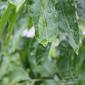 5 Rare Tropical Seeds --Soap Nut- Ritha Tree -   Sapindus mukorossi-Save Big on More Packs -Mix and Match! Sale!