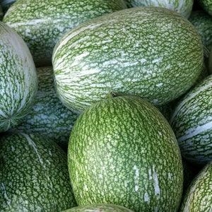 5 All Natural Heirloom  Fig Leaf Gourd Seeds! Malabar Gourd-  Cucurbita ficifolia