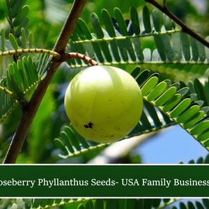 Phyllanthus Indian Gooseberry -10 Seeds - Container Gardening - -Phyllanthus emblica- See Listing