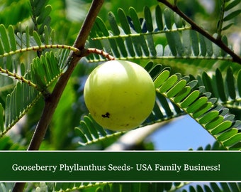 Phyllanthus Indian Gooseberry -10 Seeds - Container Gardening - -Phyllanthus emblica- Save Big on More Packs Mix and Match