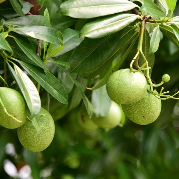 20 Bael Fruit Tree Seeds- Sub-Tropical Plant -Tropical Container -Aegle Marmelos