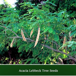 Lebbeck Mimosa Tree 10 Seeds Albizia lebbeck image 1