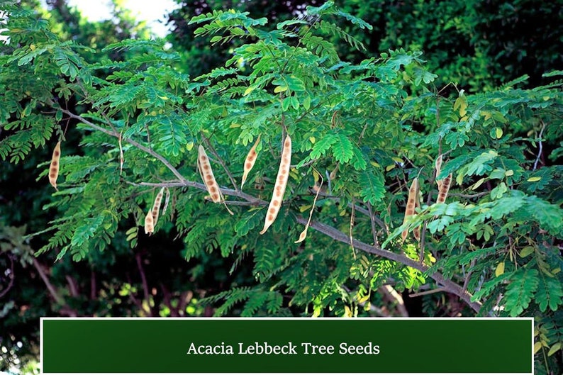 Lebbeck Mimosa Tree 10 Seeds Albizia lebbeck image 1