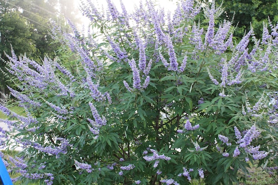 20 Chaste Tree Seeds!  All Natural Heirloom -Purple Flower - Good Deck Plant -Vitex angus castus