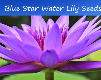 Water Plant Heirloom Seeds-  Blue Star Water Lily -20 Seeds - Water Features See Listing Below- Nymphaea nouchali stellata- Seed Pack