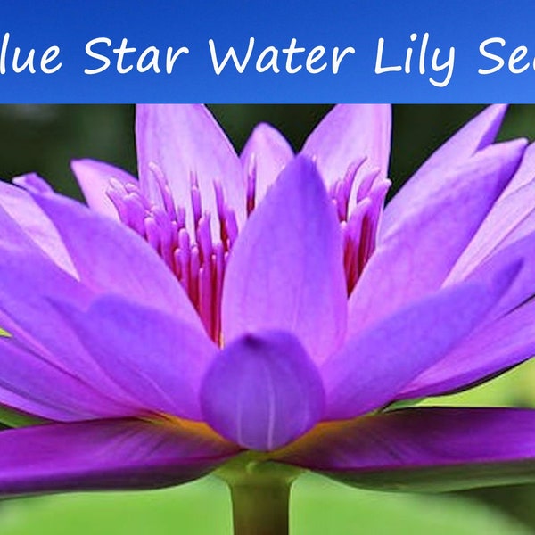 Water Plant Heirloom Seeds-  Blue Star Water Lily -20 Seeds - Water Features See Listing Below- Nymphaea nouchali stellata- Seed Pack