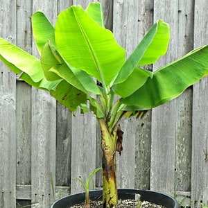 Tropical Seeds-Dwarf Cavendish Banana 10 Seeds Musa Acuminata subsp Burmannica image 5