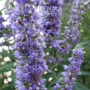May include: A close-up of a cluster of purple flowers with green leaves. The flowers are in bloom and have a delicate, fragrant scent.