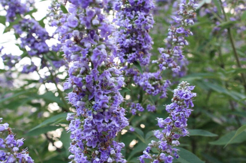 May include: A close-up of a cluster of purple flowers with green leaves. The flowers are in bloom and have a delicate, fragrant scent.