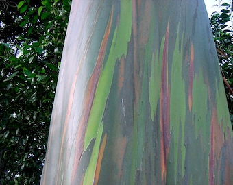 Rainbow Eucalyptus Tree 20 Seeds - -Eucalyptus deglupta Smooth Colored Bark  -Tropical - Bonsai - Container Growing