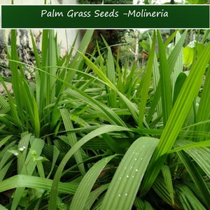Tropical SEEDS --Molineria -20 Palm Grass Seeds - Curculigo recurvata-Save Big on More Packs -Mix and Match- Sale!