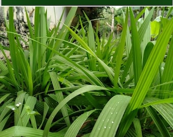 Tropical SEEDS --Molineria -20 Palm Grass Seeds - Curculigo recurvata