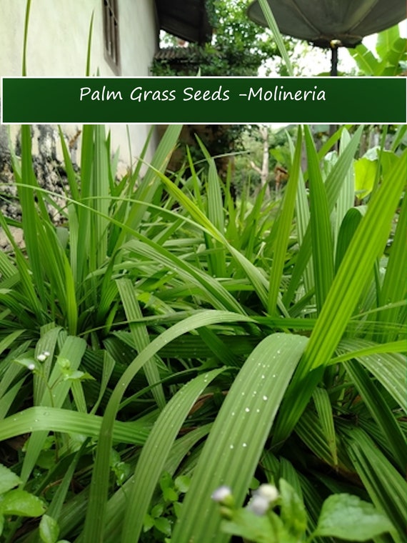 Tropical SEEDS --Molineria -20 Palm Grass Seeds - Curculigo
