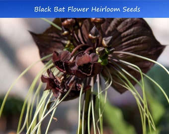 Tropical Seeds - Bat Flower 10 seeds- Tall Black Blossoms  Rare See Listing Below- Tacca chantrieri