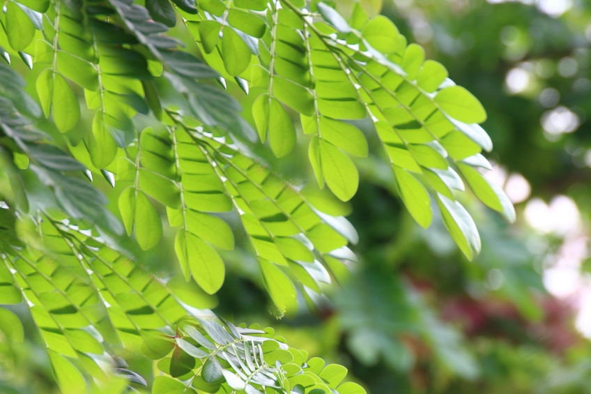 Albizia procera White Siris Tree Seeds Fast grower Twisted Trunk Perfect Bonsai Albizia procera White Siris Tree Seeds Fast grower Twisted Trunk Perfect Bonsai