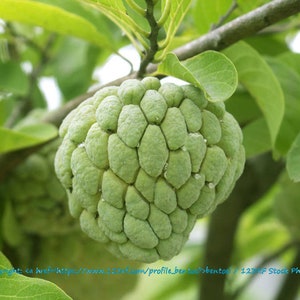 Tropical Seeds- Custard Apple- 5 seeds -Small or Large Gardens or Perfect for Container Gardening- Annona reticulata