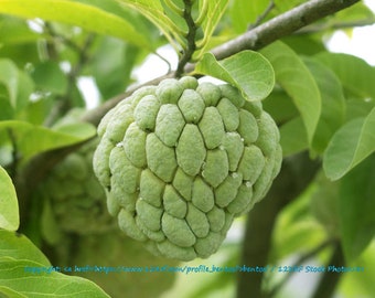 Tropical Seeds- Custard Apple- 5 seeds -Small or Large Gardens or Perfect for Container Gardening- Annona reticulata