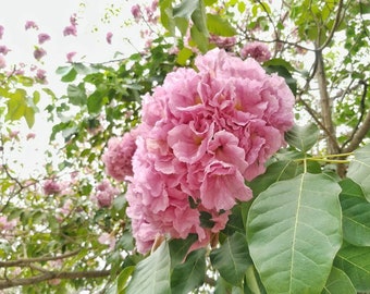 Tropical Seeds-Pink Trumpet Flower Tree-10 Seeds- Ornamental Tropical -See Listing Below- Tabebuia Rosea