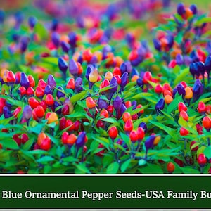May include: A close-up of a field of colorful ornamental pepper plants. The peppers are red, orange, yellow, and purple. Filius Blue Ornamental Pepper Seeds - USA Family Business!