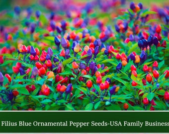 20 Heirloom Filius Blue Pepper Seeds- Starts Blue Turning to Rainbow Color Fruit -Buy More Save More-Mix & Match!