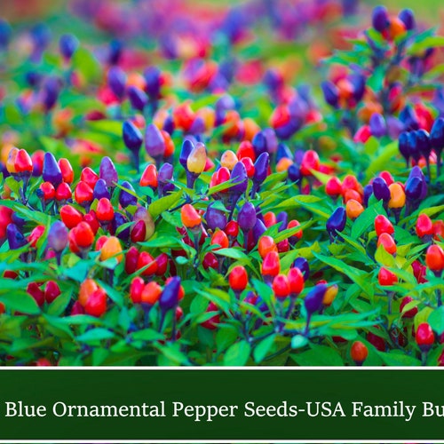 Filius Blue Pepper - 10 Seeds! Heirloom -  Rainbow Colorful Fruit Ornamental