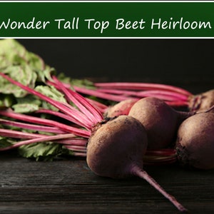 100 Heirloom Vegetable Seeds-Early Wonder Tall Top Beet - Grow for Tops - Greens Good Keeper-Save Big on More Packs -Mix and Match! Sale!