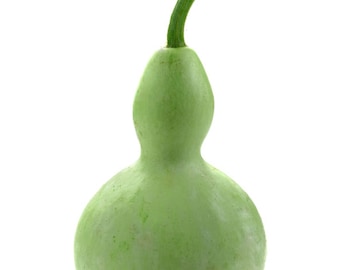 Gourd Seeds-Bottle Gourd -20 Seeds-Ornamental - Dried Gourds are perfect making birdhouses/crafts -Lagenaria siceraria -Fun for Kids