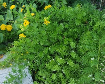 10 Heirloom Tropical Seeds -Shatavari Wild Indian Asparagus - Ornamental Asparagus racemosus-Save Big on More Packs Mix and Match!