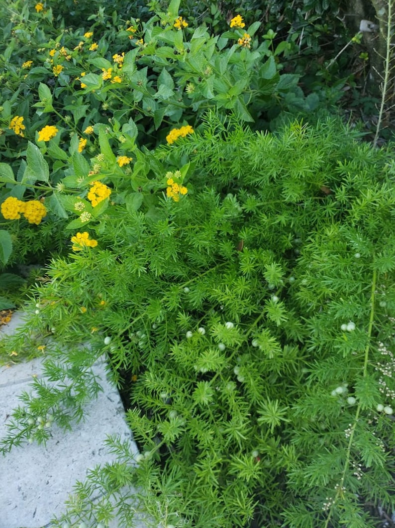 Puede incluir: Primer plano de un arbusto verde con peque&ntilde;as bayas blancas redondas. El arbusto est&aacute; delante de una cama de flores amarillas.