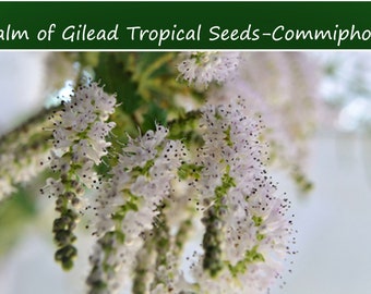 Tropical Seeds -RARE  Balm of Gilead -10 Heirloom  Seeds-Commiphora berryi -Tropical Container Gardening   See Listing Below