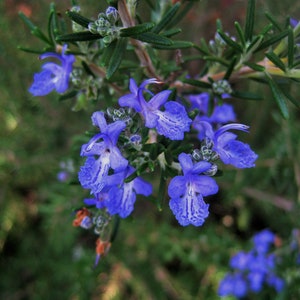 Herb Seeds Rosemary 25 Seeds-Aromatic Herb Indoors or Out image 3