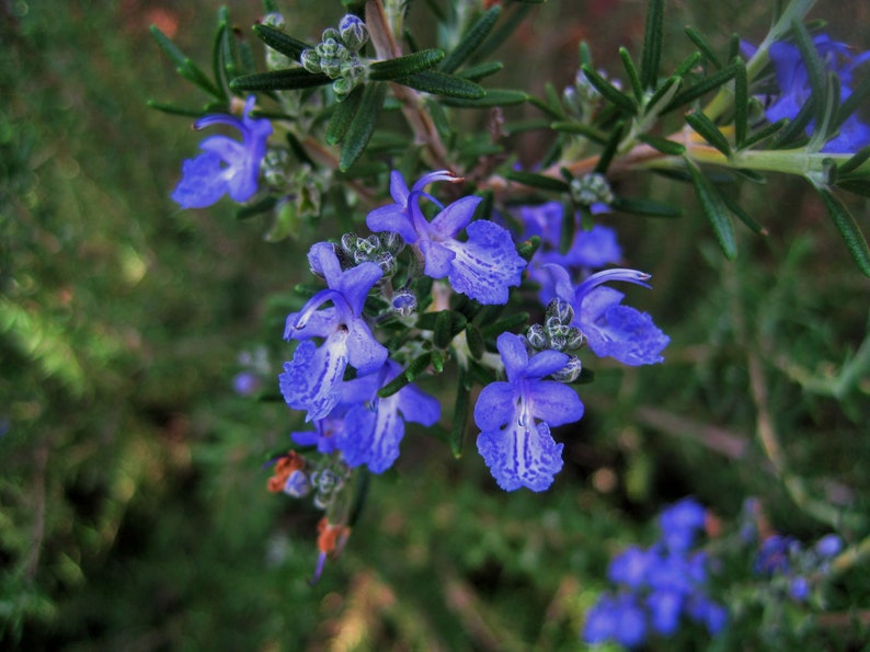 Herb Seeds Rosemary 25 Seeds-Aromatic Herb Indoors or Out image 3