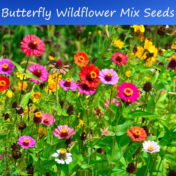 Flower Seeds-Serendipity's Butterfly Garden Wildflower 500 seeds - Lots of Color! Butterflies Love --Cut Flowers