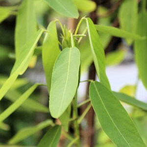 May include: Close-up of a green leafy plant with long, narrow leaves. The leaves are arranged in a cluster and have a smooth, glossy texture.
