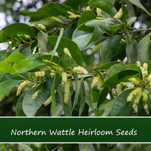 Tropical Seeds - Northern Wattle - 10 Seeds - Thick Pod Salwood Tree - - Acacia crassicarpa