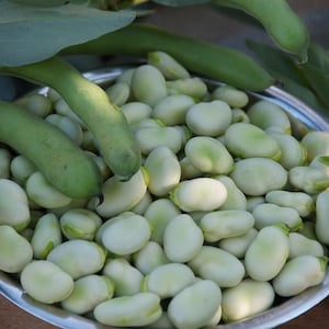 20 Vegetable Seeds -Fava Bean -Broad Bean- Aquadulce- Best Broad Bean for Overwintering-Save Big on More Packs -Mix and Match Sale!